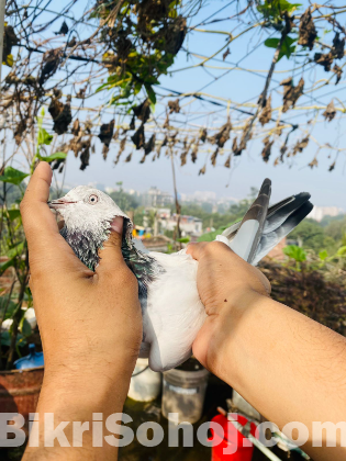 কবুতর